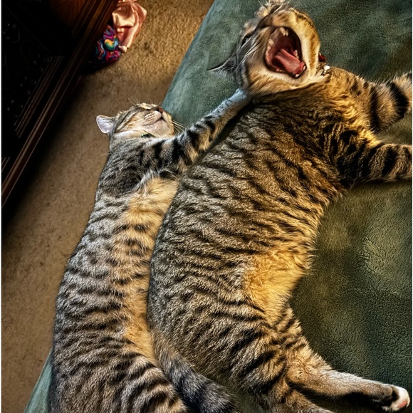 Live Show Notifications 🔔 🐈 - Picture 5 of 13